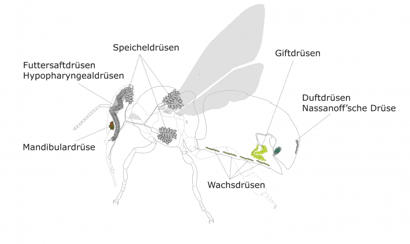 Drüsen der Arbeiterin der Honigbiene Drüsen der Arbeiterin der Honigbiene